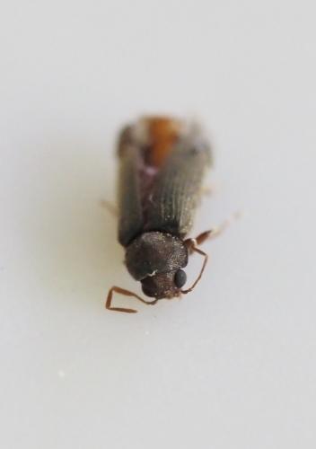 Oligomerus sp.